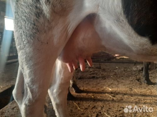 Корова-первотелка