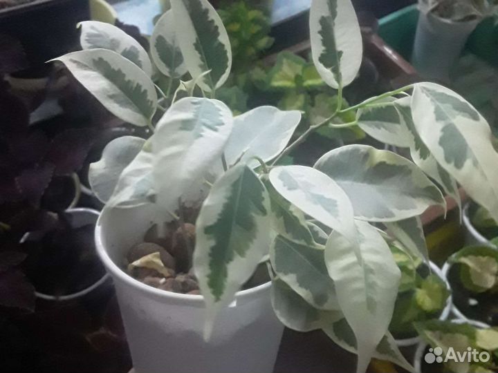 Фикус бенджамина