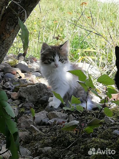 Кошка с котятами