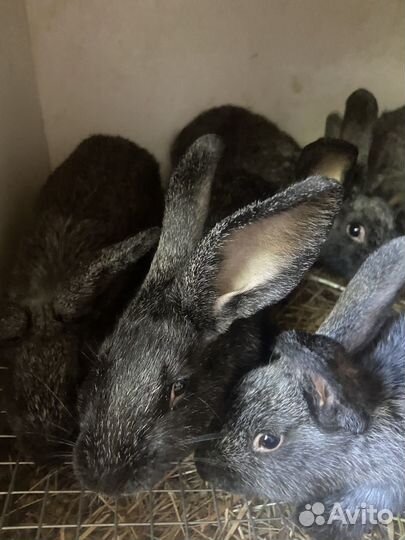 Кролики полтавское серебро