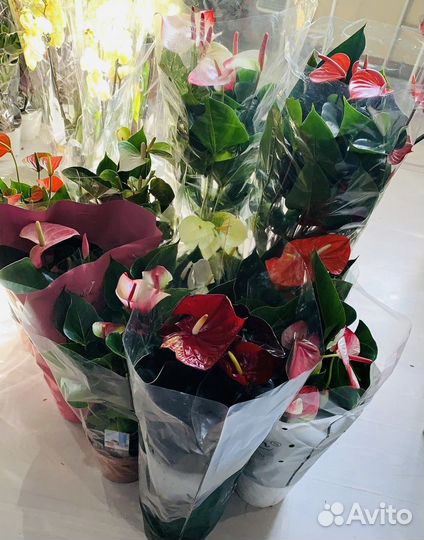 Антуриум обновление ассортимента