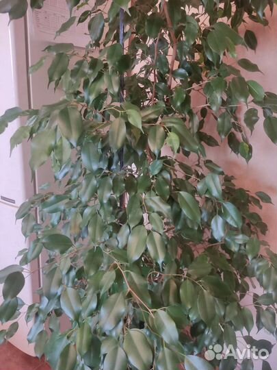 Фикус Бенджамина