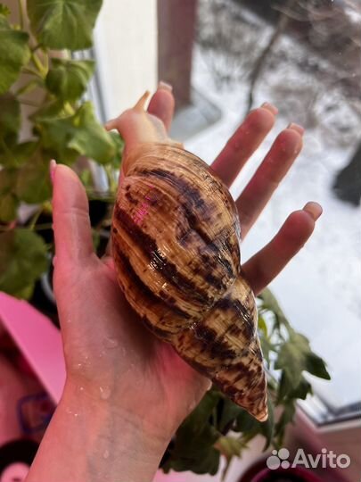 Ахатина ретикулята