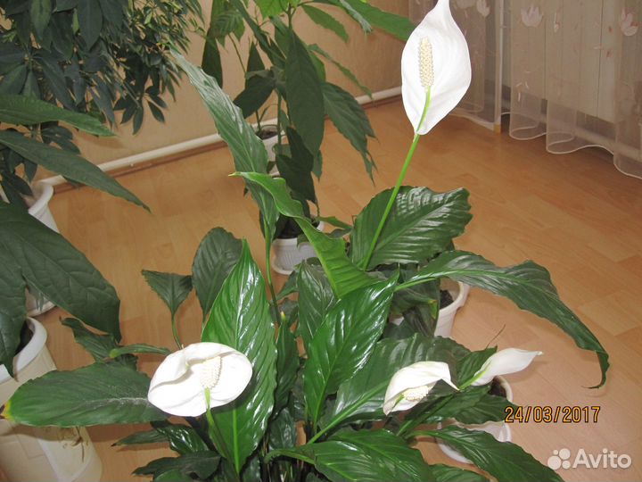 Продам цветы комнатные