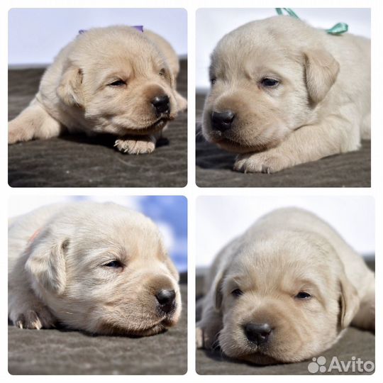 Щенки лабрадора. Все окрасы. Питомник
