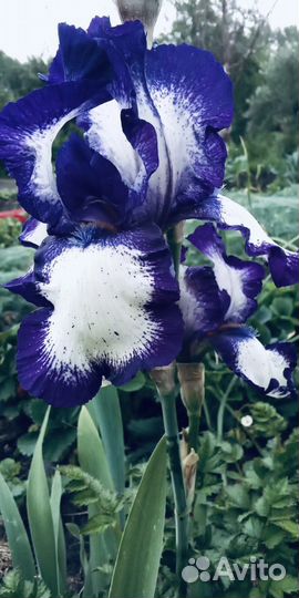 Ирис сортовой крупный саженец