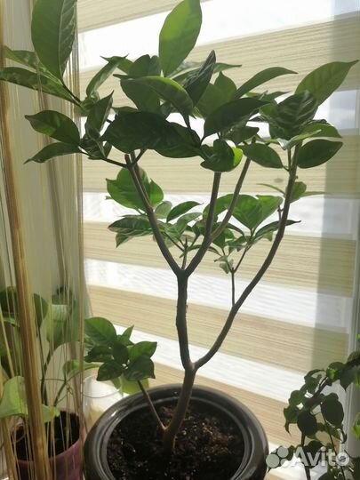 Табернемонтана