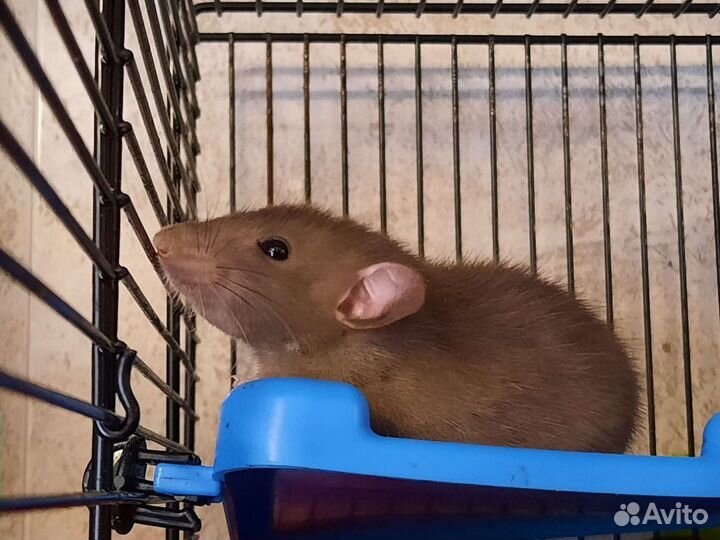 Крысята Дамбо. Крысы шоколадно-жемчужные. Питомник