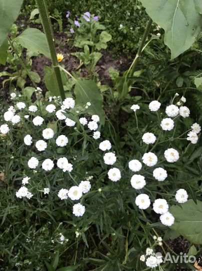 Многолетники для сада цветы