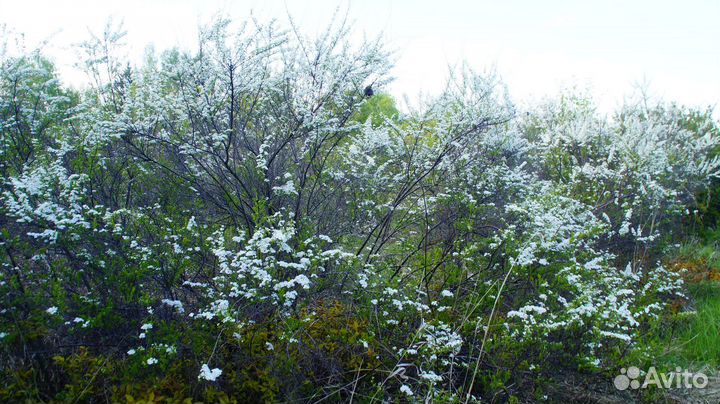 Спирея аргута