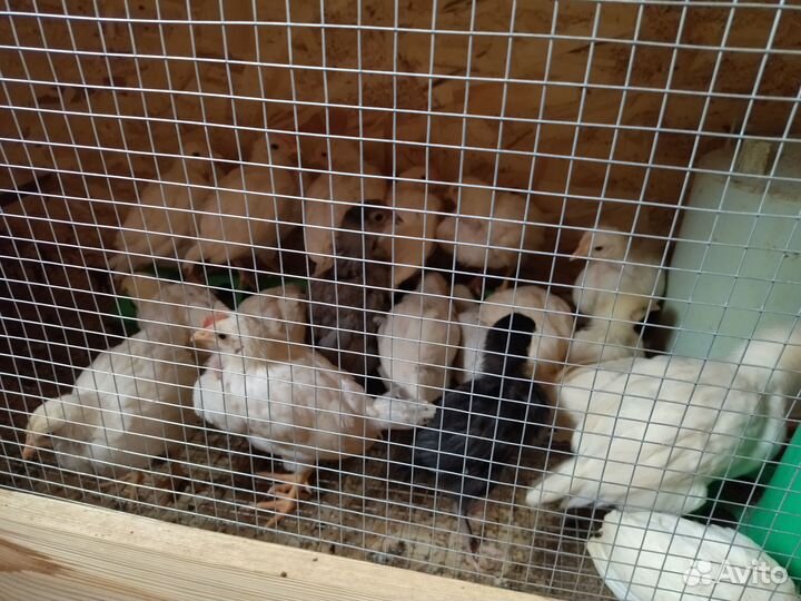 Цыплята леггорн