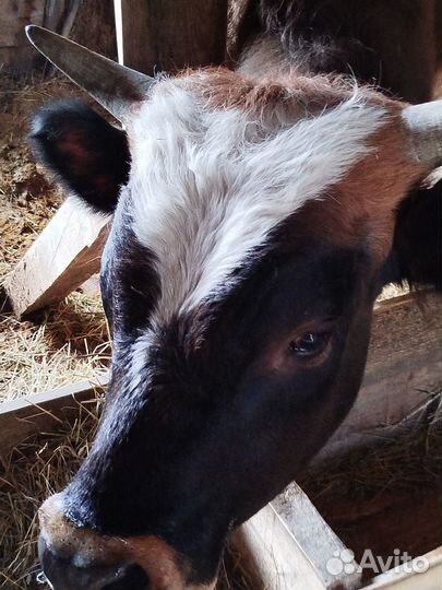 Продаётся бык