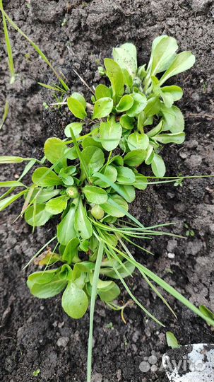 Маргаритки