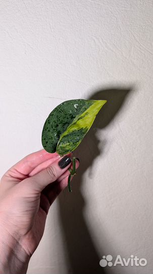 Сциндапсус Jade satin var