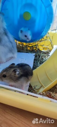 Джунгарский хомяк