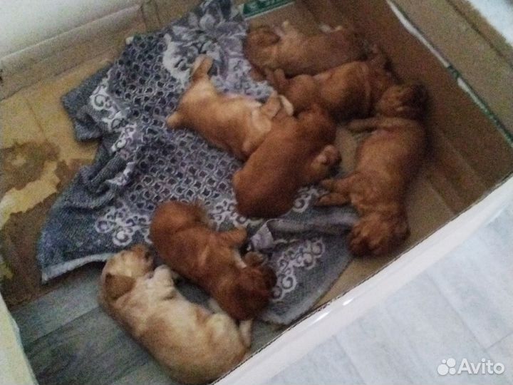 Щенки англиская спаниель все вопросы в лс