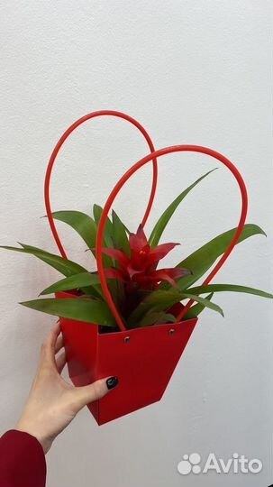 Гузмания, комнатные растения