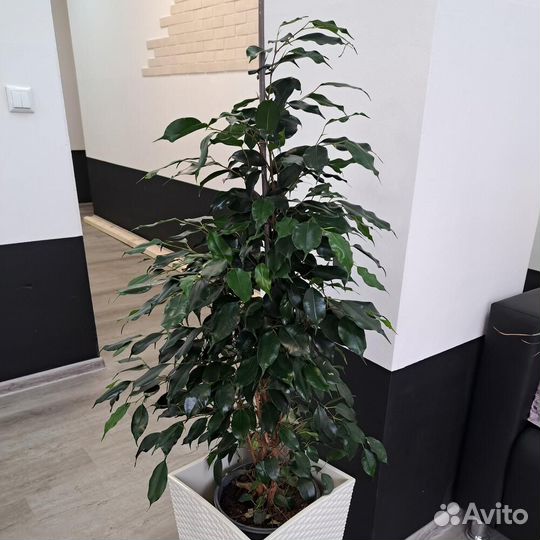 Комнатное растение Фикус