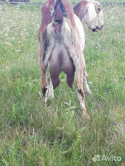 Коза дойная