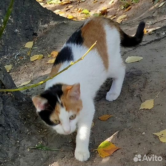 Доверчивая в опасности