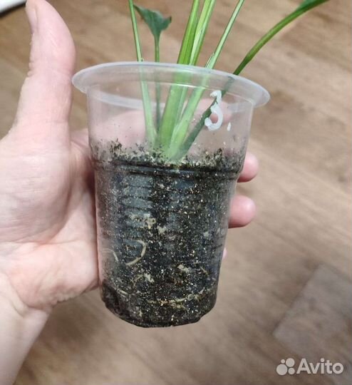 Спатифиллумы сортовые 1