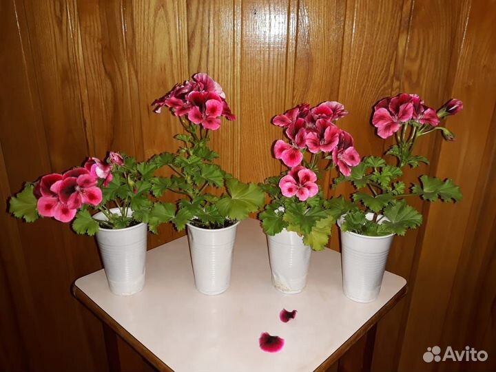 Пеларгония (герань)