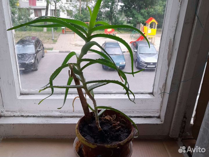 Алоэ