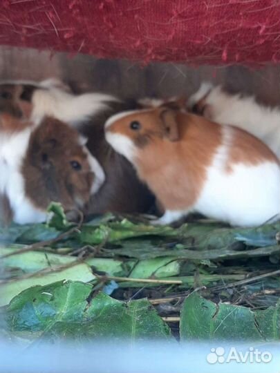 Морские свинки