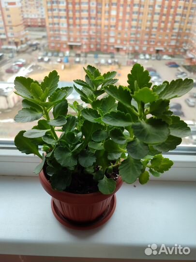 Каланхоэ блоссфельда