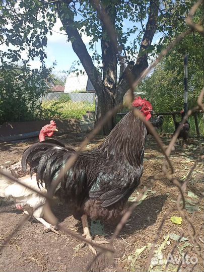Петухи-красавцы