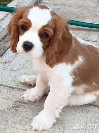 Кавалер кинг чарльз спаниель