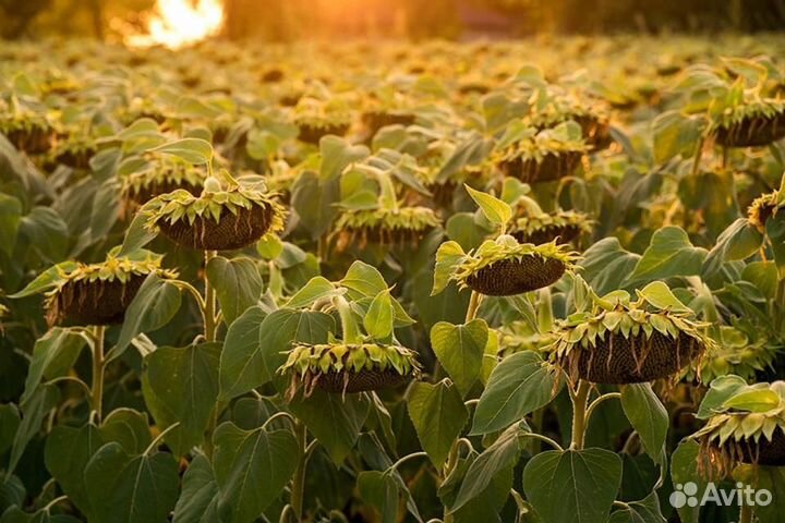 Семена подсолнечника нсх 6012 Экспресс Гибриды