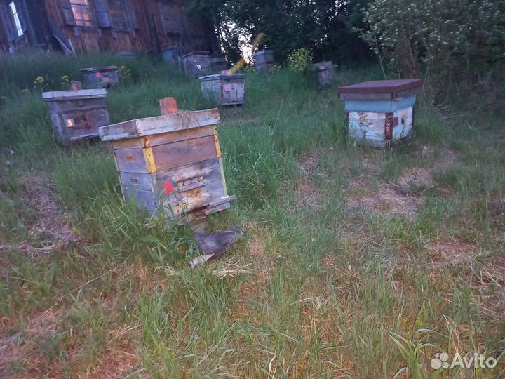 Продам пчелосемьи