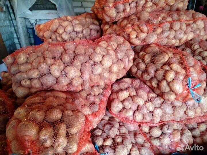 Картофель домашний