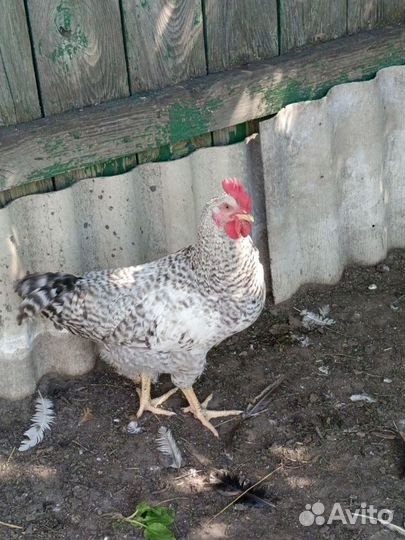 Продам петухов