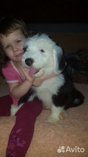 Бобтейл щенки