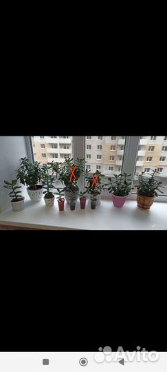 Крассула толстянка (денежное дерево)