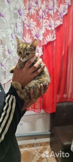 Кошка в дар бесплатно