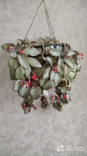 Комнатные растения цветы