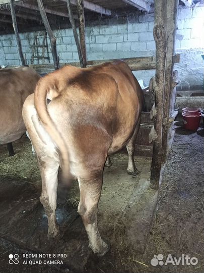 Корова дойная