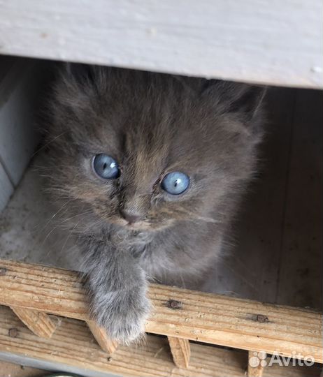 Котята 1,5 мес