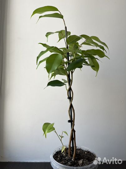 Фикус бенджамина