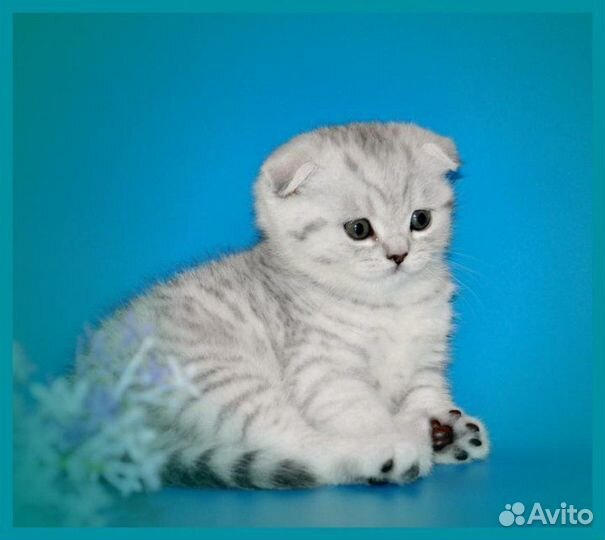 Шотландские котята