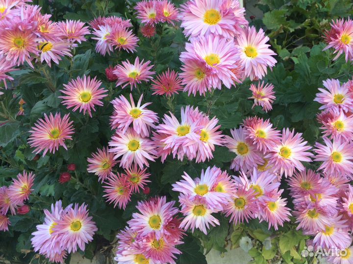 Хризантемы