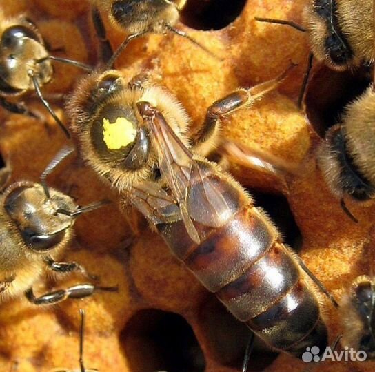 Плодная матка пчелиная