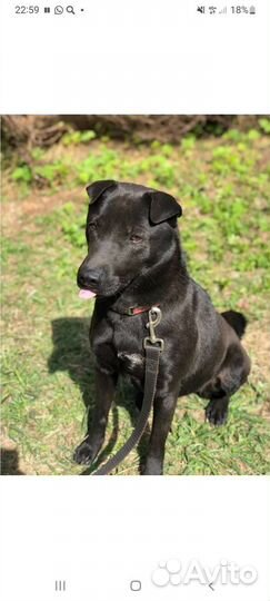 Метис-фиолетовый язык