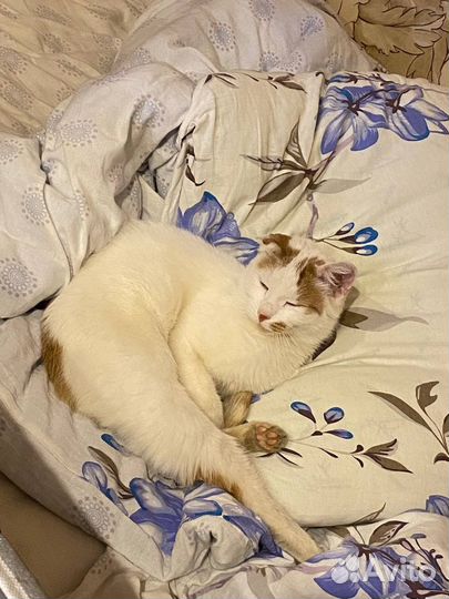 Кошечка в добрые руки