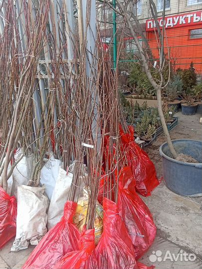 Карагана Липа Клён Катальпа