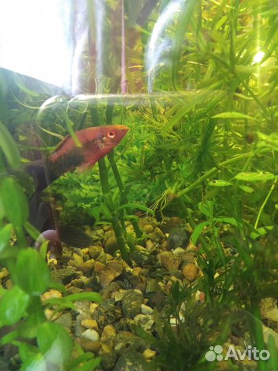 Аквариумные растения