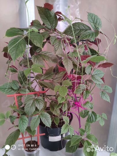 Циссусы 7 сортов